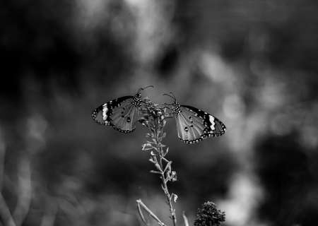 Couple of Butterflies perched on a flower branch.  Black and white monochrome photo.の写真素材