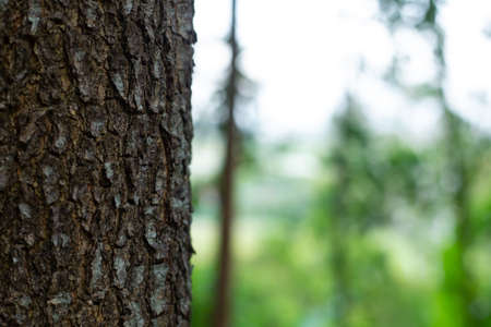 Wooden trunk with blurred forest background behind, blank banner and concept. Forest icon on the environment.の写真素材