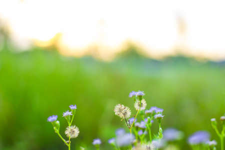 The flowers on a blurred background, in the meadow in the afternoon.の写真素材