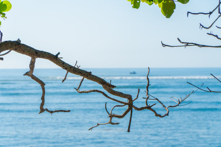 The green branches of a big tree reach out to the sea, behind is the blue sea with waves and boats. Green tree and sea nature icon background.の写真素材