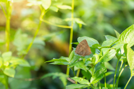 Butterfly perched on green leaves in forest with sunlight shining around. Insect and nature icons,
