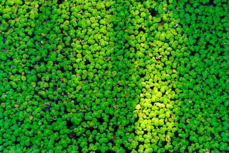The background of small green duckweed on the water surface in the sun. Green nature background icons for your cover photo and concept.の写真素材