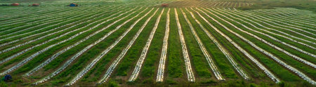 Beautiful landscape taken from above of the field with rows of green vegetables in a straight line by Vietnamese farmers, in the morning sun and fog. Icons of nature, agriculture.の写真素材