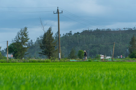 Quang Ngai, Vietnam - June 18, 2023: A farmer is walking in a rice field to return home from an afternoon of work in the field.のeditorial素材
