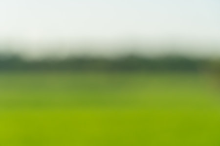 Blurred green nature background of leaves in field in morning sunlight. Abstract art. Cover photo background.の写真素材