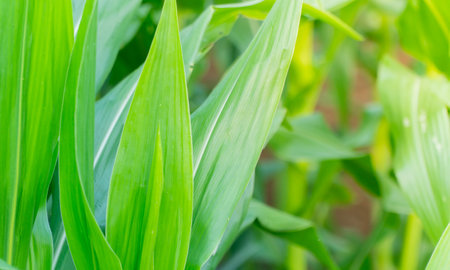 Agricultural plants with large leaves are planted in a straight line in the field. Green nature background. Agriculture concept.の写真素材
