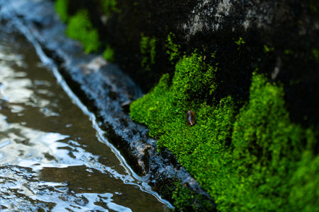 Green moss on the rocks in the stream. Selective focus.の写真素材