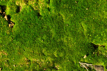 Green moss on the surface of the rock. Abstract background for design.の写真素材