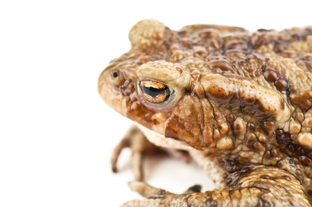 brown toad in the photoの写真素材