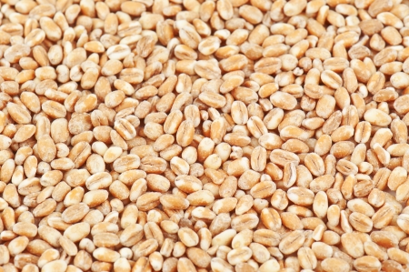 wheat texture in the photoの写真素材