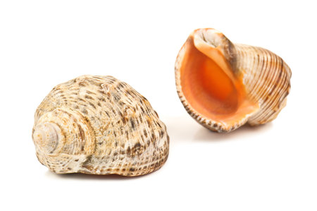 two sea shells on white background