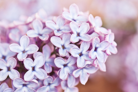 lilac flowersの写真素材