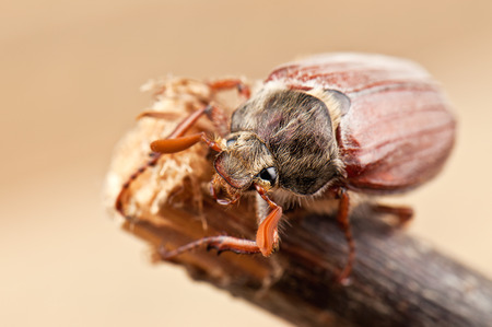 may bug on the branchの写真素材