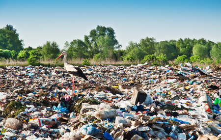 live stork on the dump