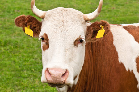 brown cow on pasture in the photo