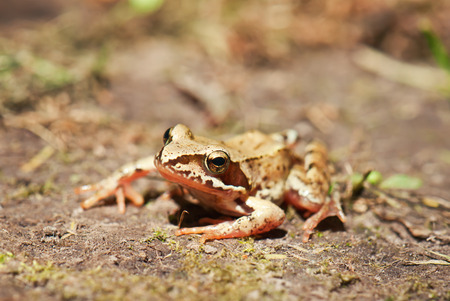 live frog looking in cameraの写真素材