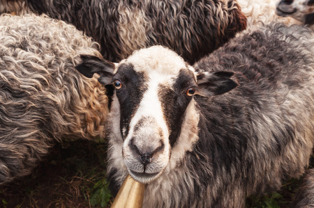 portrait of cute sheep in herd looking at cameraの写真素材