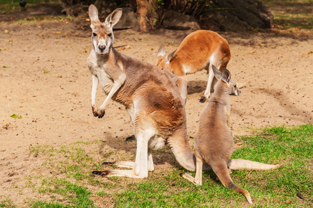 herd of three kangarooの写真素材