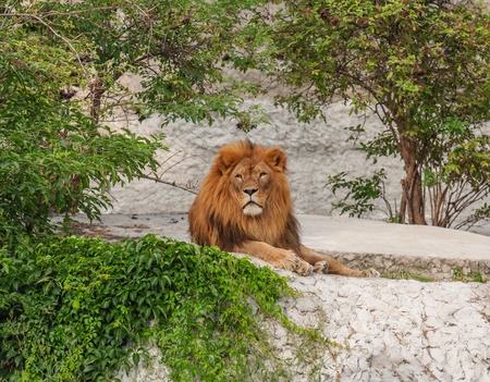 predatory lion resting in the shade under the trees.の写真素材
