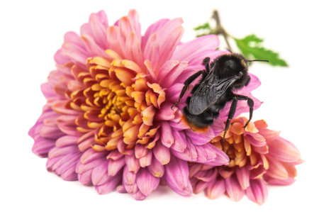 live bumblebee on purple aster flower