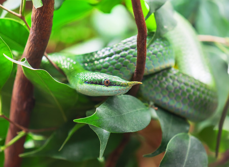 green Rhinoceros Ratsnake on the treeの写真素材