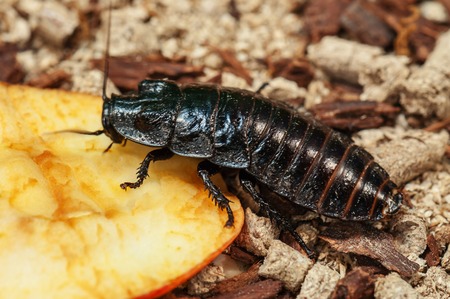 live madagascar hissing cockroach (bug)の写真素材