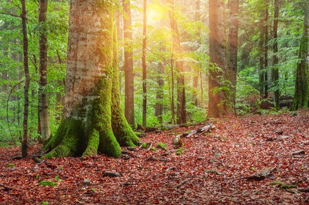 green spring fofest after rainの写真素材