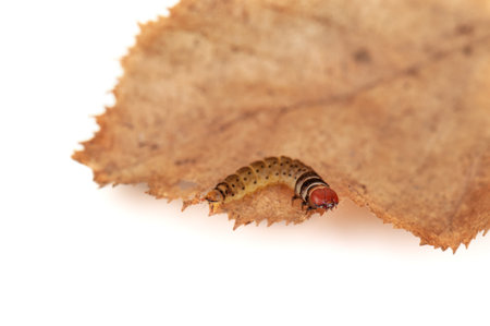 caterpillar on a dry leaf on white background