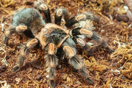 live predatory mexican redknee tarantulaの写真素材