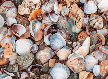 sea shells as a texture
