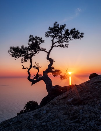 silhouette of old juniper tree on sunsetの写真素材