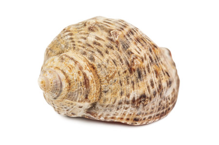 sea shell on white background