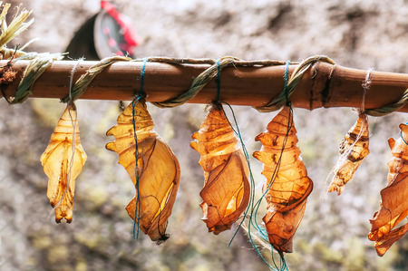 butterfly cocoons (pupa) hanging on a twigの写真素材