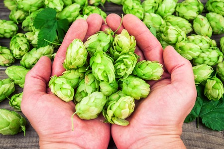 green, lush and fresh hops in the handsの写真素材