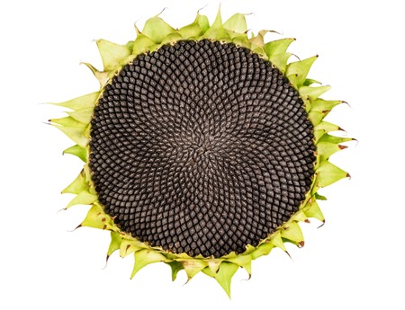 ripe sunflower with seeds on white backgroundの写真素材