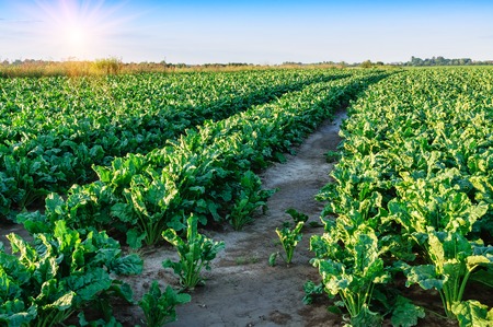 field of sugar beet. Green leavesの写真素材