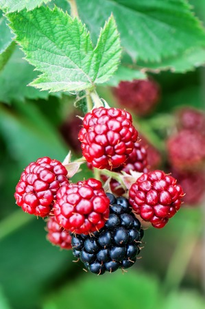 juicy sweet blackberries on twigの写真素材