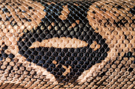 python skin as a textureの写真素材