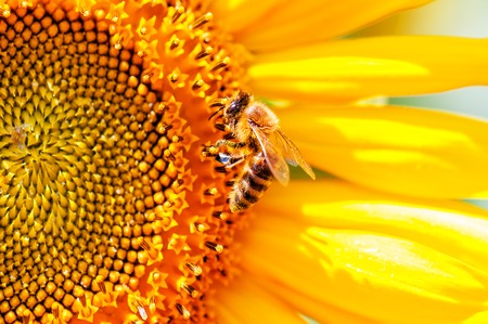 lush yellow sunflower and live bee. Texture, wallpaperの写真素材