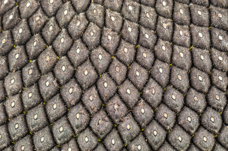ripe sunflower seeds as a texture