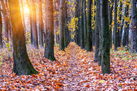 path in the autumn forest and sun. Beautiful landscapeの写真素材