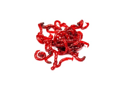 heap of live bloodworm isolated on whiteの写真素材