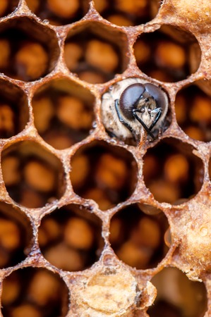 young bee in honeycomb as a textureの写真素材