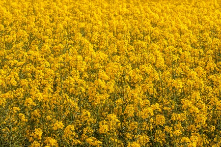 lush yellow rape field as a textureの写真素材