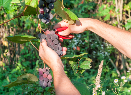 hands cut ripe blue grapeの写真素材