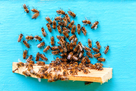 Bee at the entrance to the hive