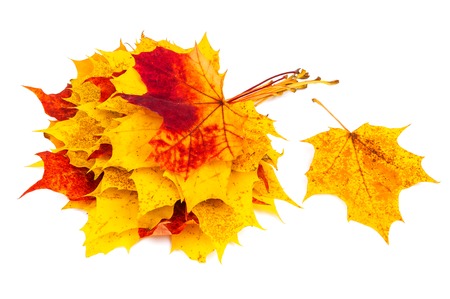 bunch of autumn and red maple leaves isolated on whiteの写真素材