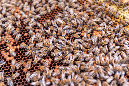 bees on honeycomb as a texture