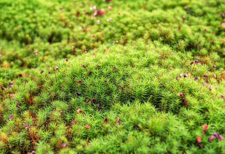 green wet moss as a textureの写真素材