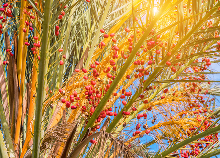 ripe, sweet dates on the palm treeの写真素材